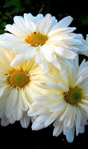 Photo de chrysanthème blanc, belle image de chrysanthème blanc