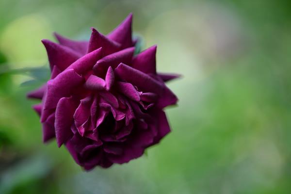 200 magnifiques fonds d'écran de roses pour votre ordinateur