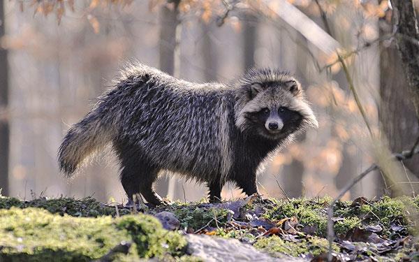 Gli sfondi di animali più carini, divertenti e divertenti