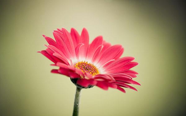 Sammlung der schönsten Blumenbilder