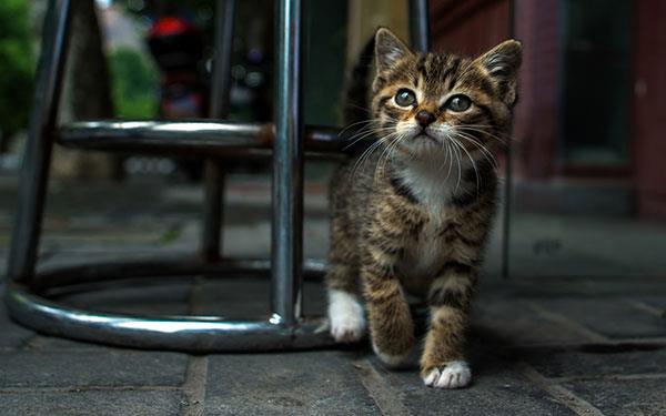 Die süßesten und bezauberndsten Katzentapeten