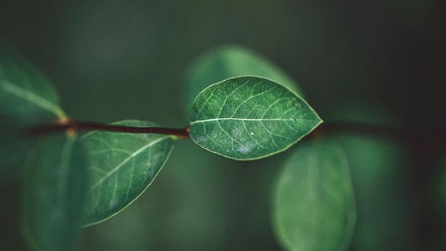 Fonds d'écran de feuilles pour ordinateurs, photos de feuilles pour téléphones