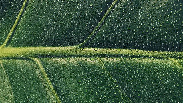 Sfondi di foglie per computer, foto di foglie per telefoni