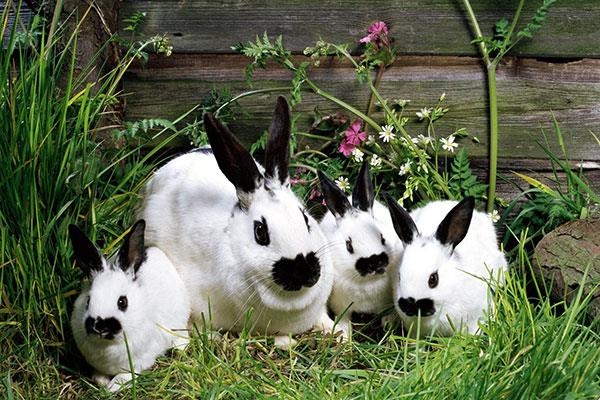 Entzückende und süße Baby-Kaninchen-Tapete