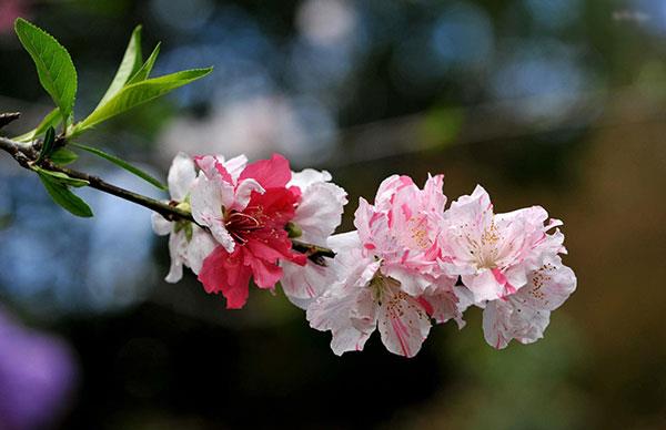 Raccolta delle immagini dei fiori più belle