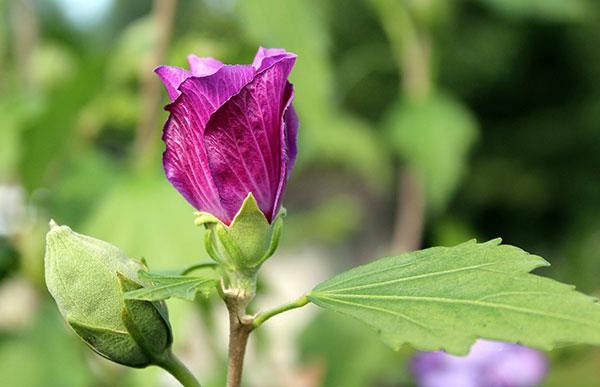 Raccolta delle immagini dei fiori più belle