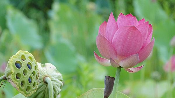 Raccolta delle immagini dei fiori più belle