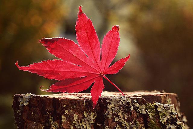 Beaux fonds d'écran de feuilles d'érable, feuilles d'érable d'automne pour ordinateurs et ordinateurs portables