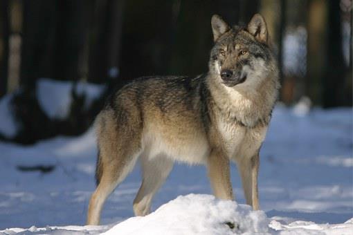 Fonds d'écran de loup Full HD pour ordinateurs