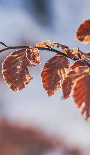 Fonds d'écran de feuilles pour ordinateurs, photos de feuilles pour téléphones