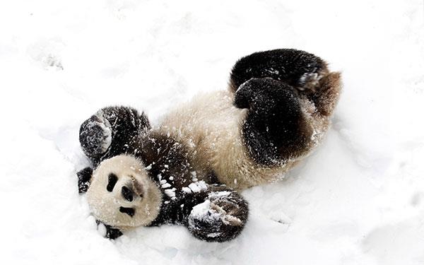 L'ensemble le plus mignon de fonds d'écran panda pour ordinateurs