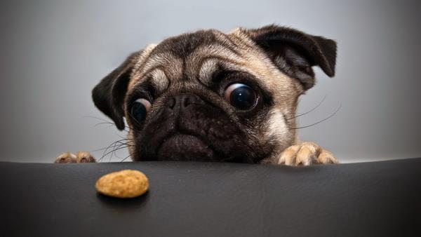 Les fonds d'écran d'animaux les plus mignons, les plus drôles et les plus drôles