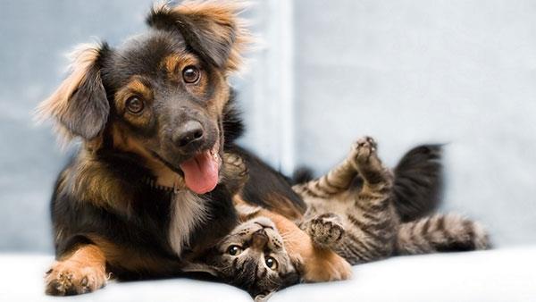 Les fonds d'écran de chats les plus mignons et les plus adorables