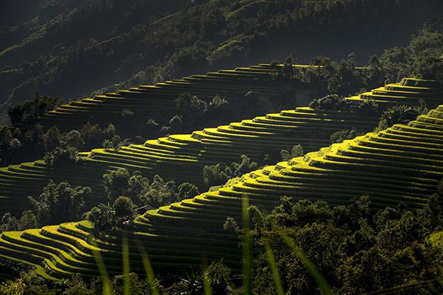 Bellissimi sfondi di campi terrazzati per computer