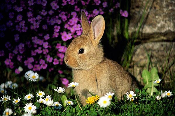 Entzückende und süße Baby-Kaninchen-Tapete