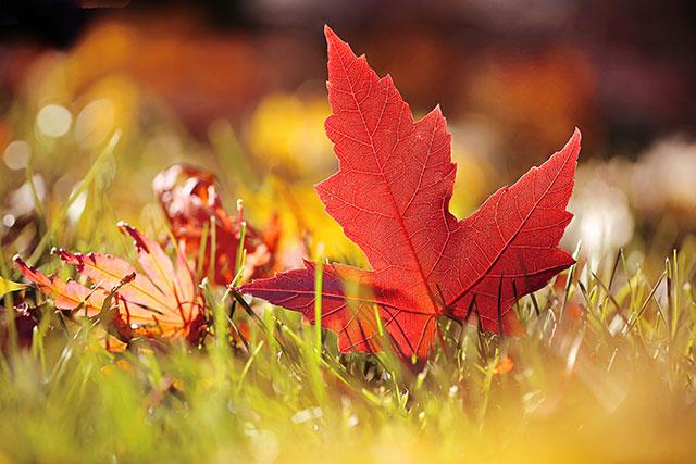 Beaux fonds d'écran de feuilles d'érable, feuilles d'érable d'automne pour ordinateurs et ordinateurs portables