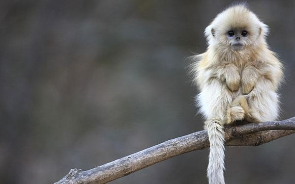 Beaux et adorables fonds d'écran bébé singe pour ordinateurs