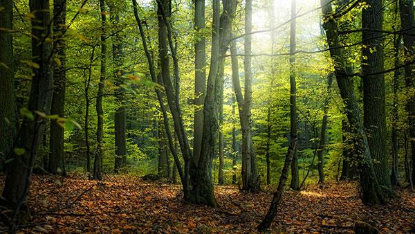 Set di immagini di sfondi di alta qualità con temi generali per computer