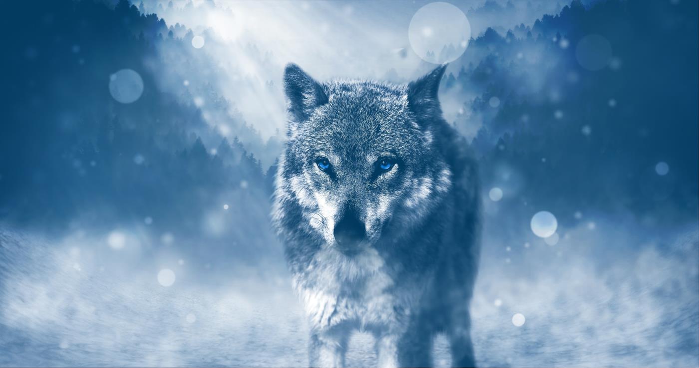 Fonds d'écran de loup Full HD pour ordinateurs