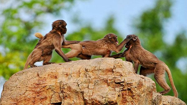 Beaux et adorables fonds d'écran bébé singe pour ordinateurs