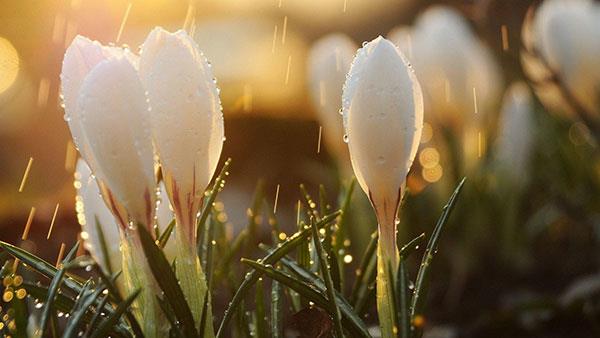 Sammlung der schönsten Blumenbilder