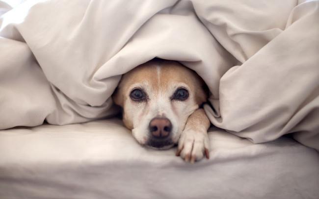 Set di sfondi di adorabili cani per computer