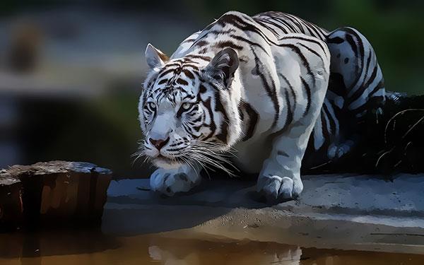 Très beaux fonds d'écran de tigre pour ordinateurs, fonds d'écran de tigre pour ordinateurs portables