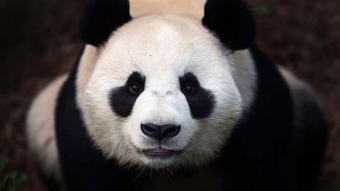 Lensemble le plus mignon de fonds décran panda pour ordinateurs