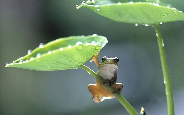 Gli sfondi di animali più carini, divertenti e divertenti