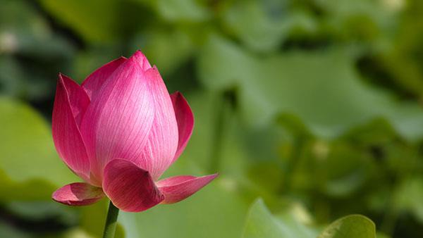 Sammlung der schönsten Blumenbilder