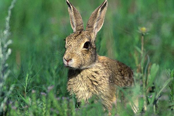 Entzückende und süße Baby-Kaninchen-Tapete