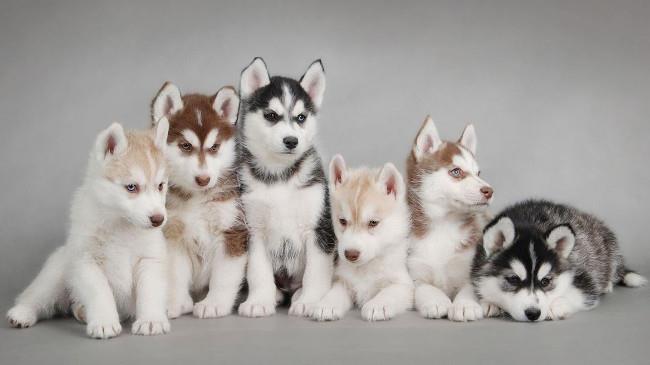 Ensemble de fonds d'écran de chiens adorables pour ordinateurs