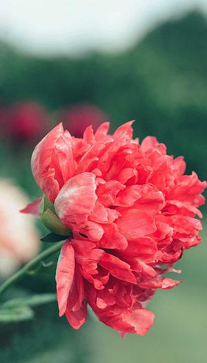 Sfondi di peonie, bellissime foto di peonie