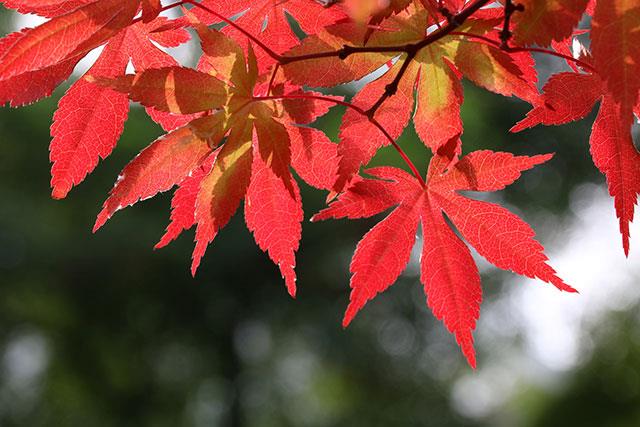 Beaux fonds d'écran de feuilles d'érable, feuilles d'érable d'automne pour ordinateurs et ordinateurs portables