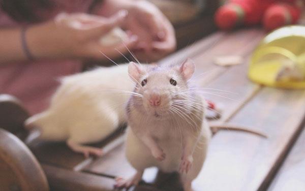 L'ensemble de fonds d'écran de souris le plus mignon, le plus adorable et le plus beau