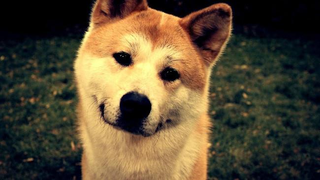 Ensemble de fonds d'écran de chiens adorables pour ordinateurs