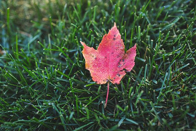 Beaux fonds d'écran de feuilles d'érable, feuilles d'érable d'automne pour ordinateurs et ordinateurs portables