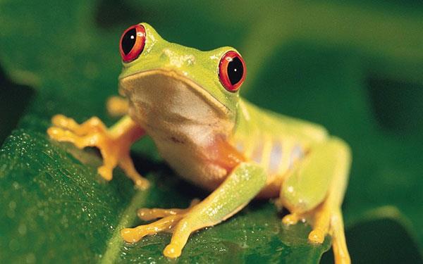 Die süßesten, lustigsten und witzigsten Tiertapeten