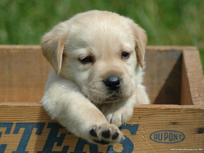 Ensemble de fonds d'écran de chiens adorables pour ordinateurs