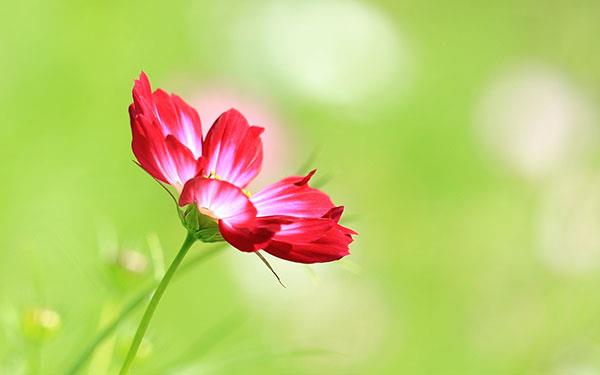 Sammlung der schönsten Blumenbilder