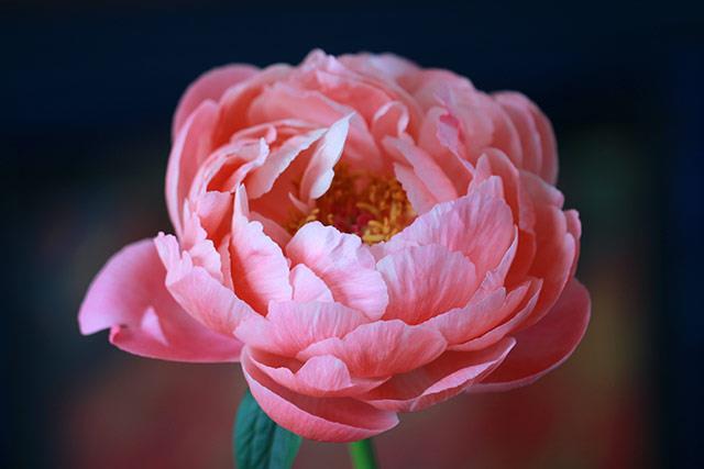 Fonds d'écran de pivoine, belles photos de pivoine