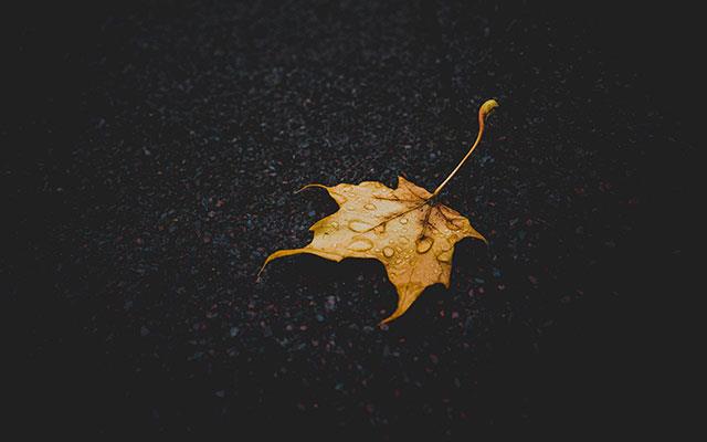 Beaux fonds d'écran de feuilles d'érable, feuilles d'érable d'automne pour ordinateurs et ordinateurs portables