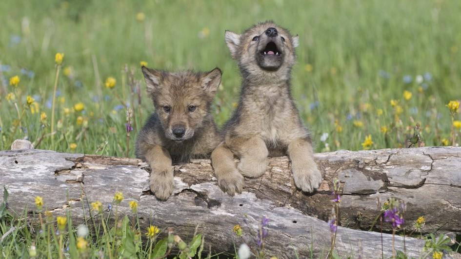 Fonds d'écran de loup Full HD pour ordinateurs