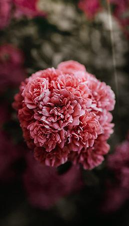 Sfondi di peonie, bellissime foto di peonie