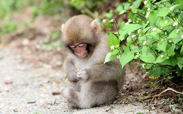 Beaux et adorables fonds d'écran bébé singe pour ordinateurs