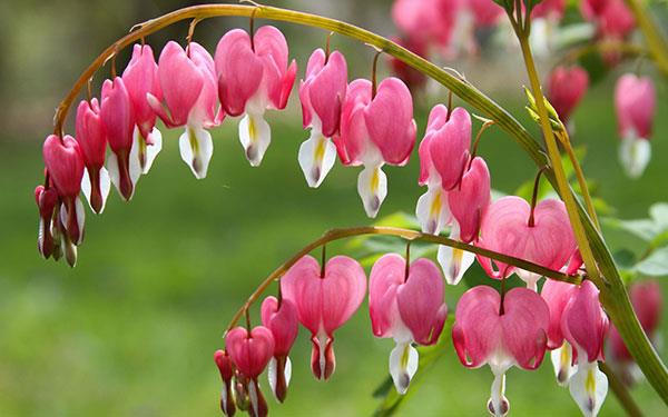 Raccolta delle immagini dei fiori più belle