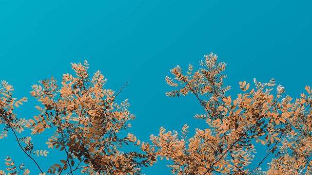 Sfondi di foglie per computer, foto di foglie per telefoni