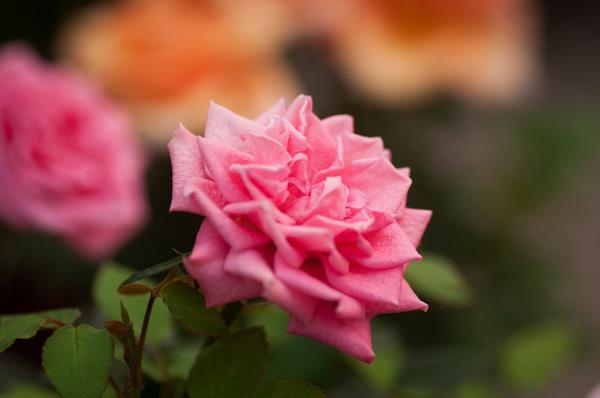 200 magnifiques fonds d'écran de roses pour votre ordinateur