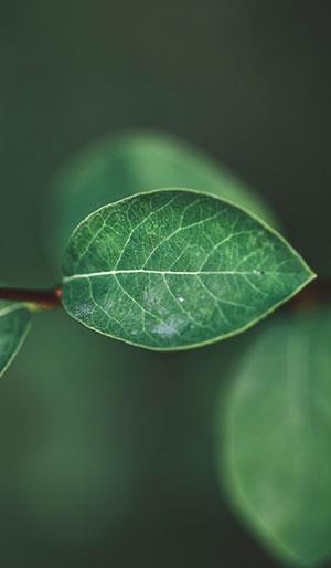 Fonds d'écran de feuilles pour ordinateurs, photos de feuilles pour téléphones