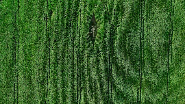 Fonds d'écran verts, beaux fonds d'écran verts pour ordinateurs et téléphones